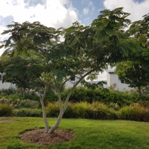 Albízia ružová (Albizia Julibrissin) - výška 340-360 cm, kont. C110L - VIACKMENNÁ